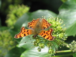 SX24680 Comma (Nymphalis c-album) on Ivy (Hedera Helix) flower.jpg